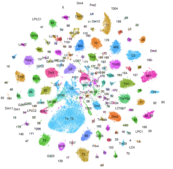 Biologists At NYU Abu Dhabi And NYU Create “Atlas” Of Gene Expression In Neurons, Documenting The Diversity Of Brain Cells