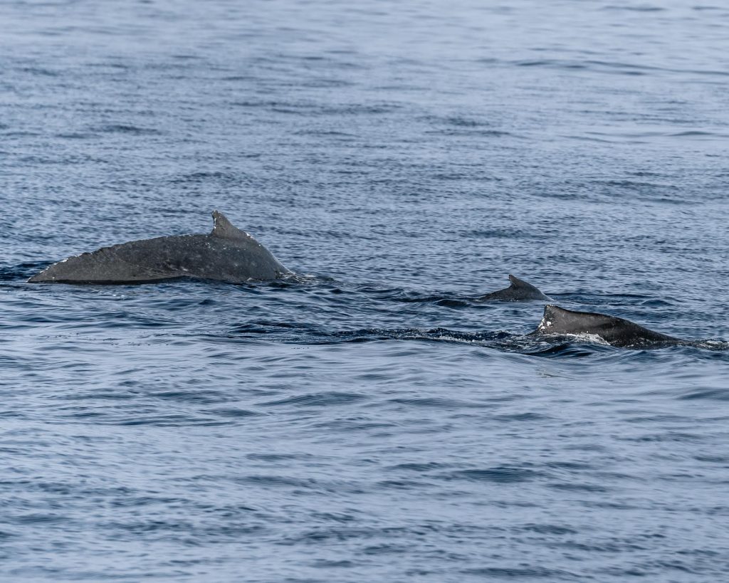 Two humpback whales in Kona waters instantly identified using app with artificial intelligence